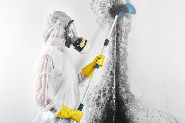 Asbestos and Lead Testing During Mold Inspection in Surf City, NJ