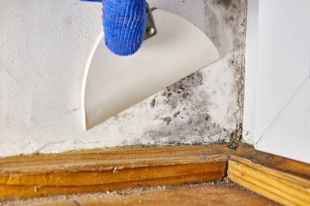 Best Attic Mold Removal  in Surf City, NJ