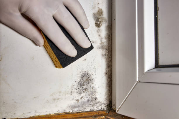 Best Mold Removal for HVAC Installations  in Surf City, NJ